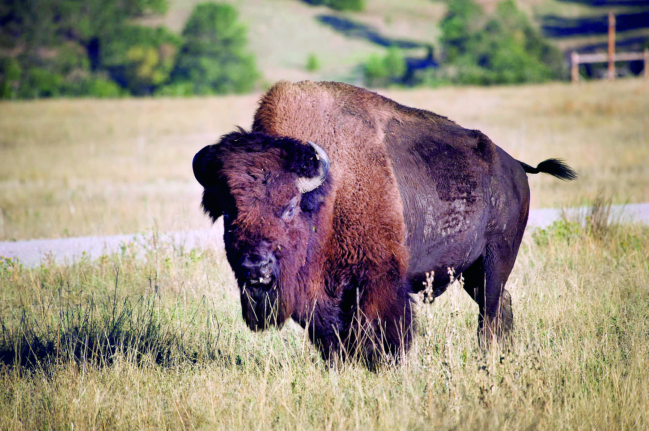 Bison at Fort Niobrara National Wildlife Refuge.