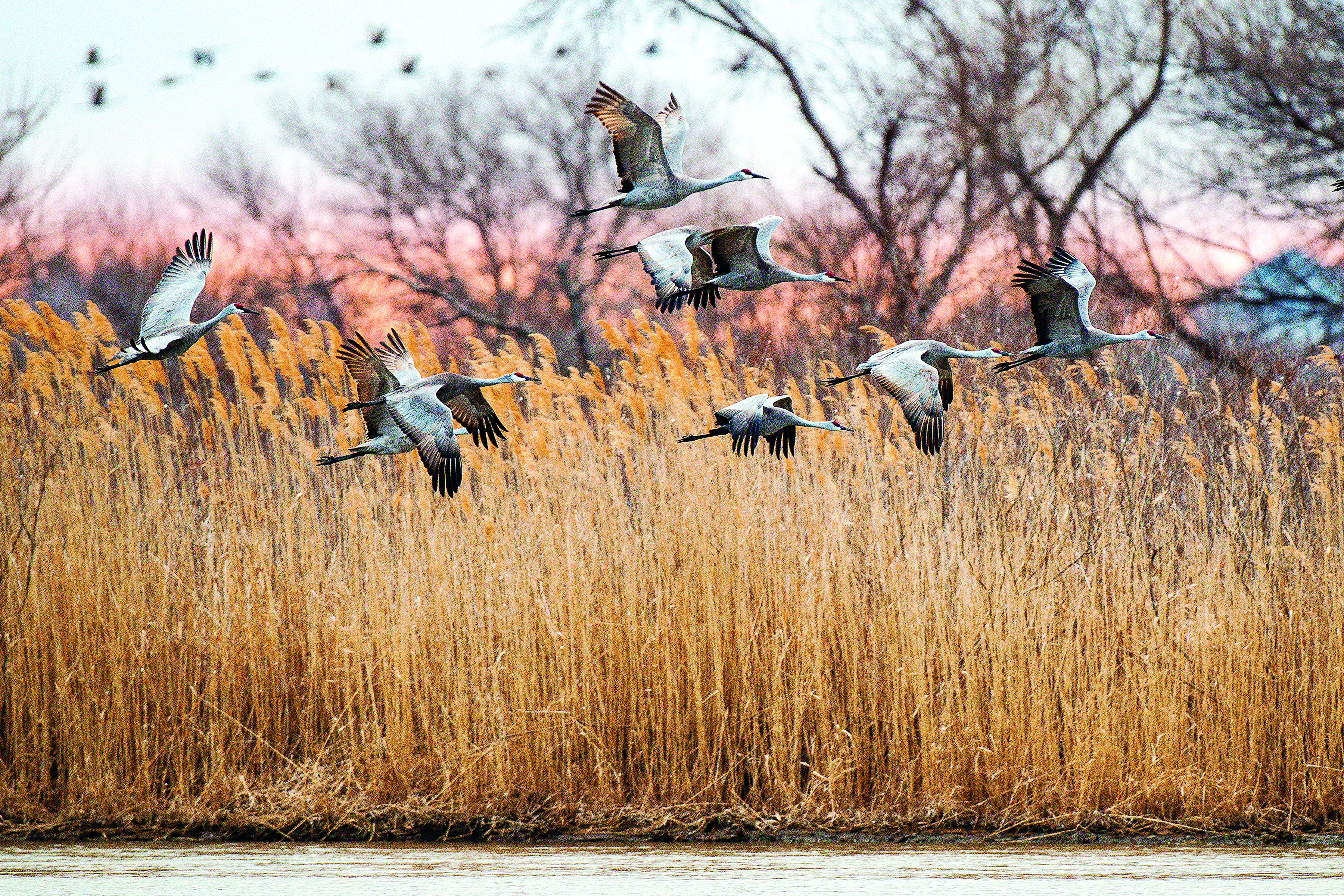 Sandhill cranes migrating over central Nebraska