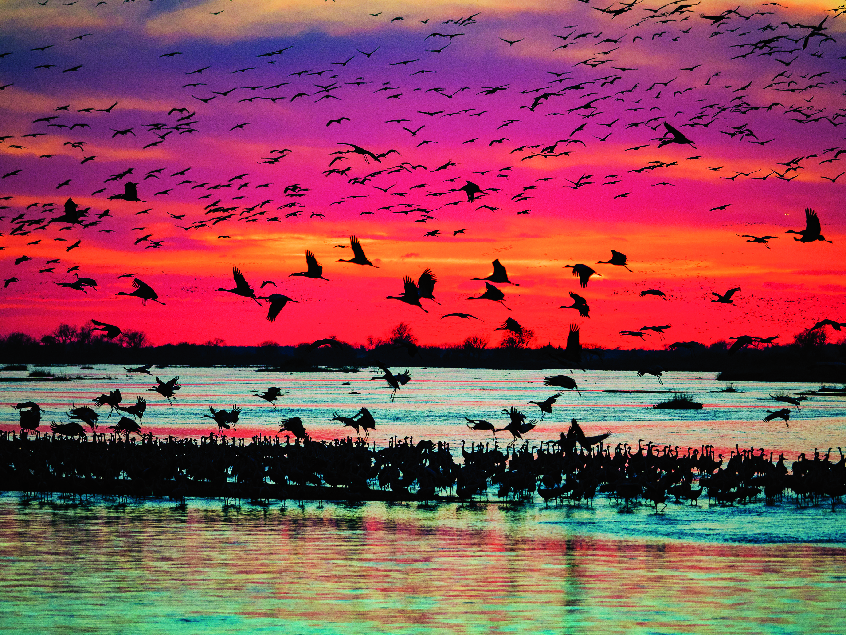 Sandhill cranes and other birds in Kearney, Nebraska