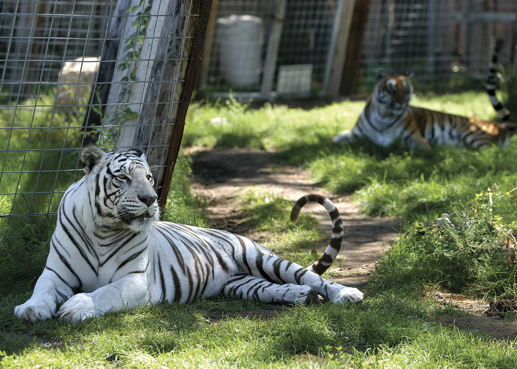 Tigers at Riverside Discovery Center in Scottsbluff, Nebraska