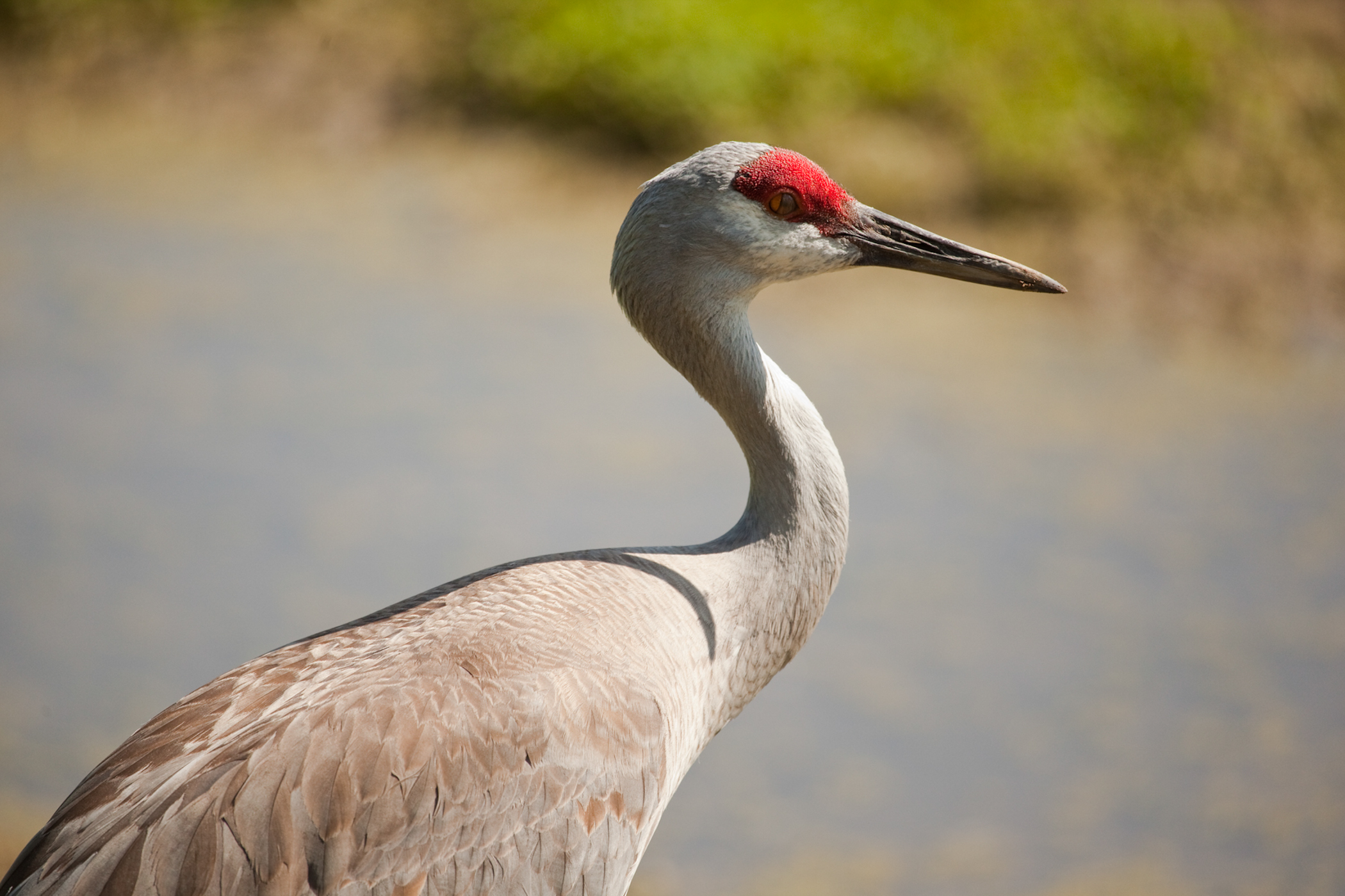 Sandhill crane migration in Nebraska