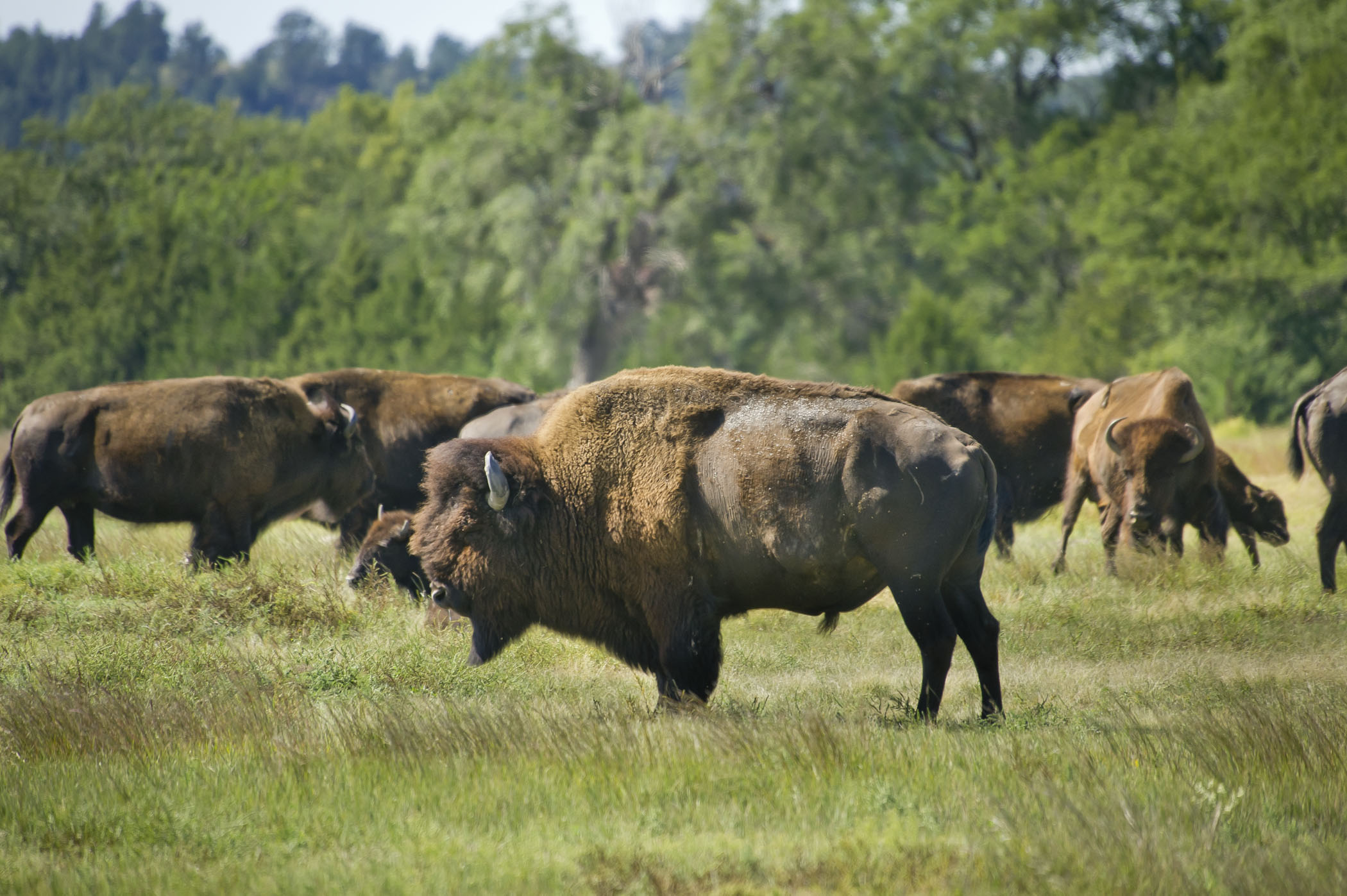 Fort Niobrara National Wildlife Refuge in Valentine, NE