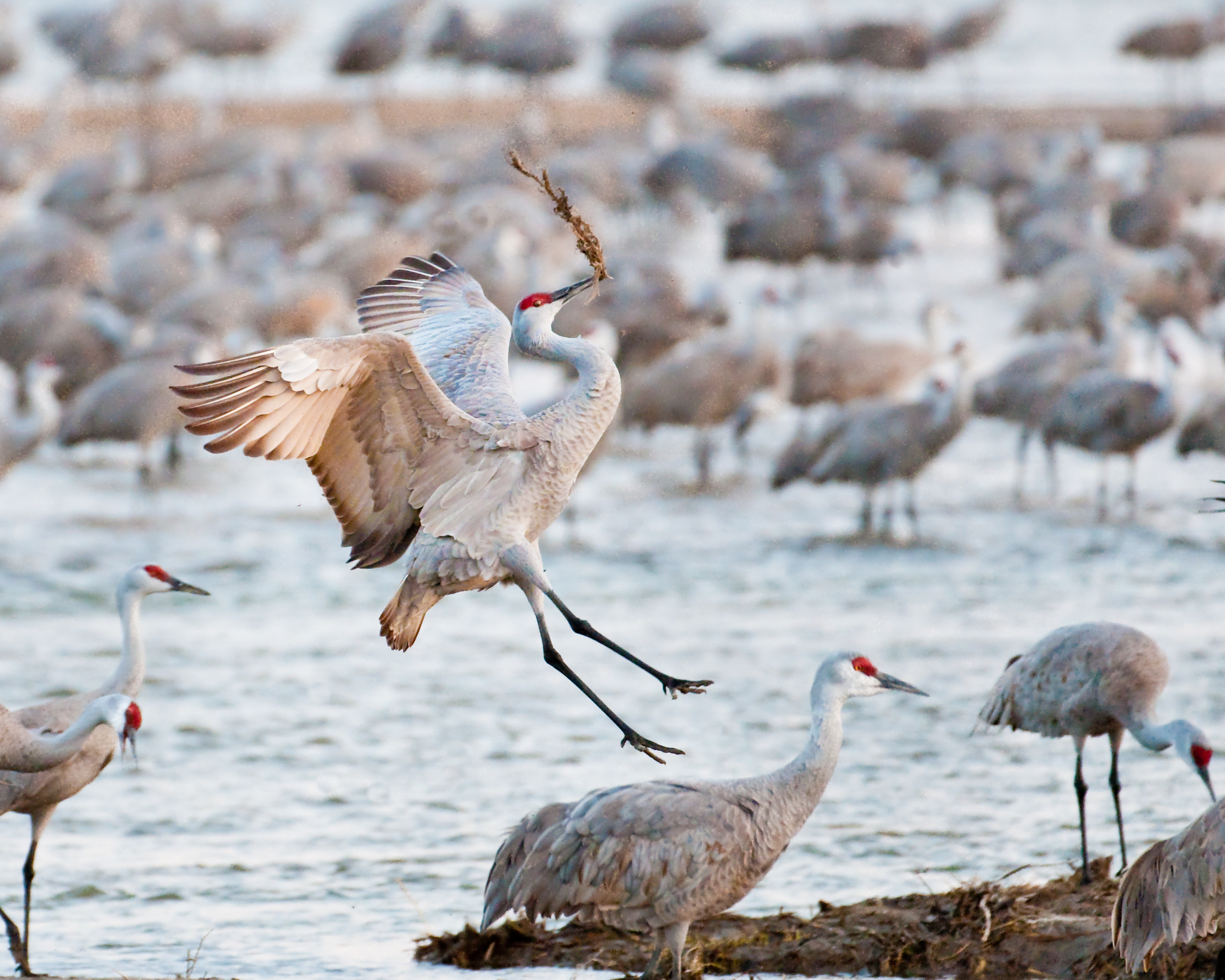 Sandhill cranes at Nebraska's Rowe Sanctuary