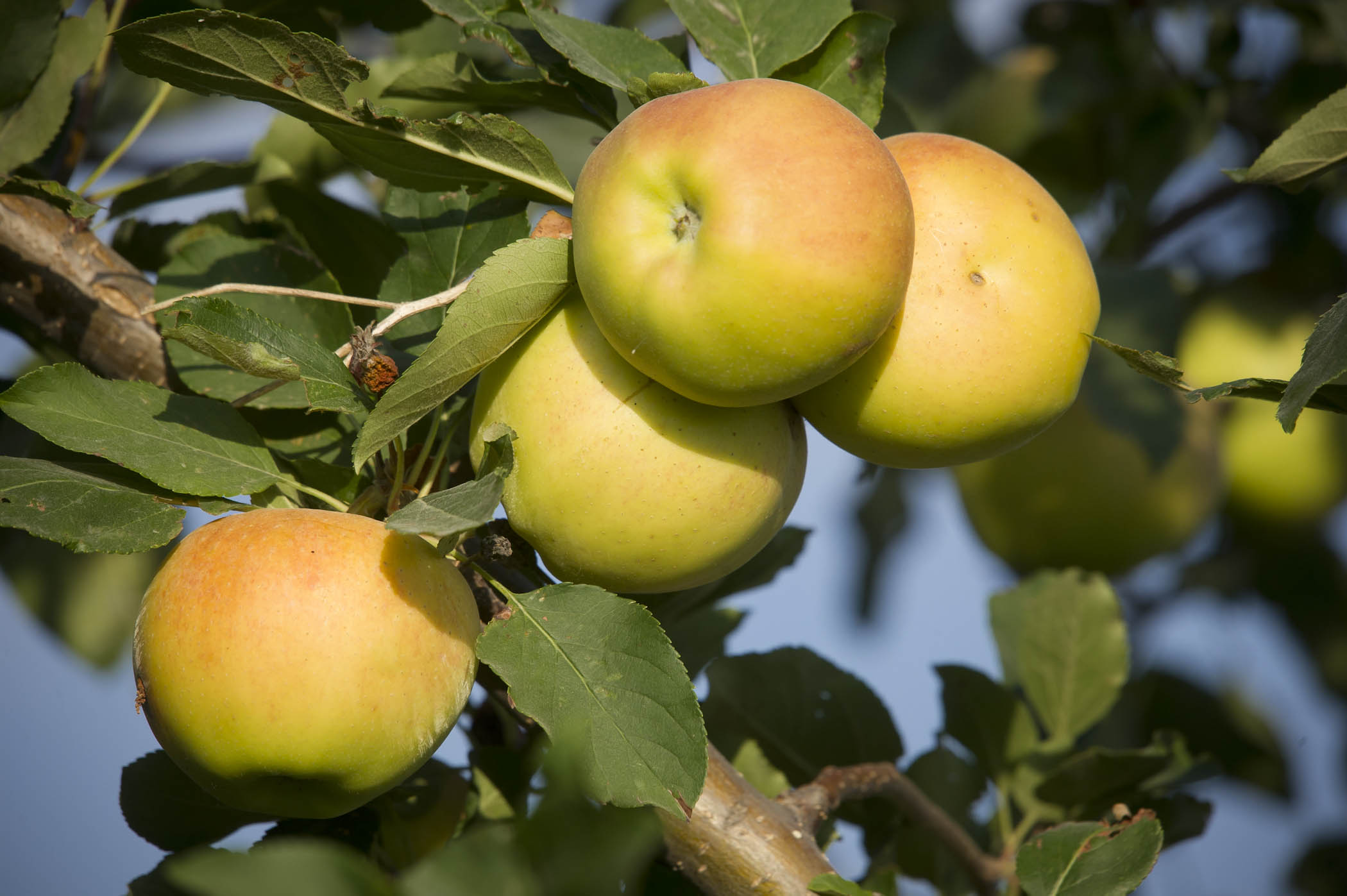 Apples
