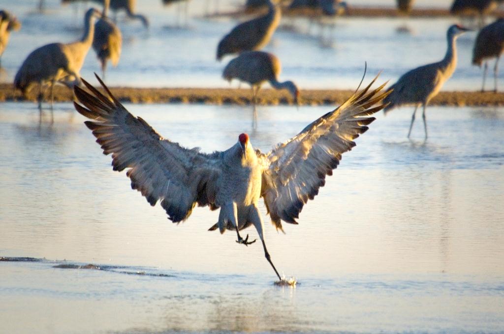 Sandhill Crane