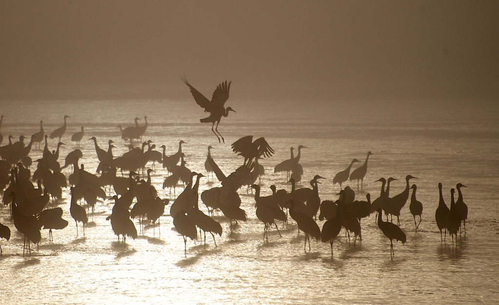 Sandhill Cranes