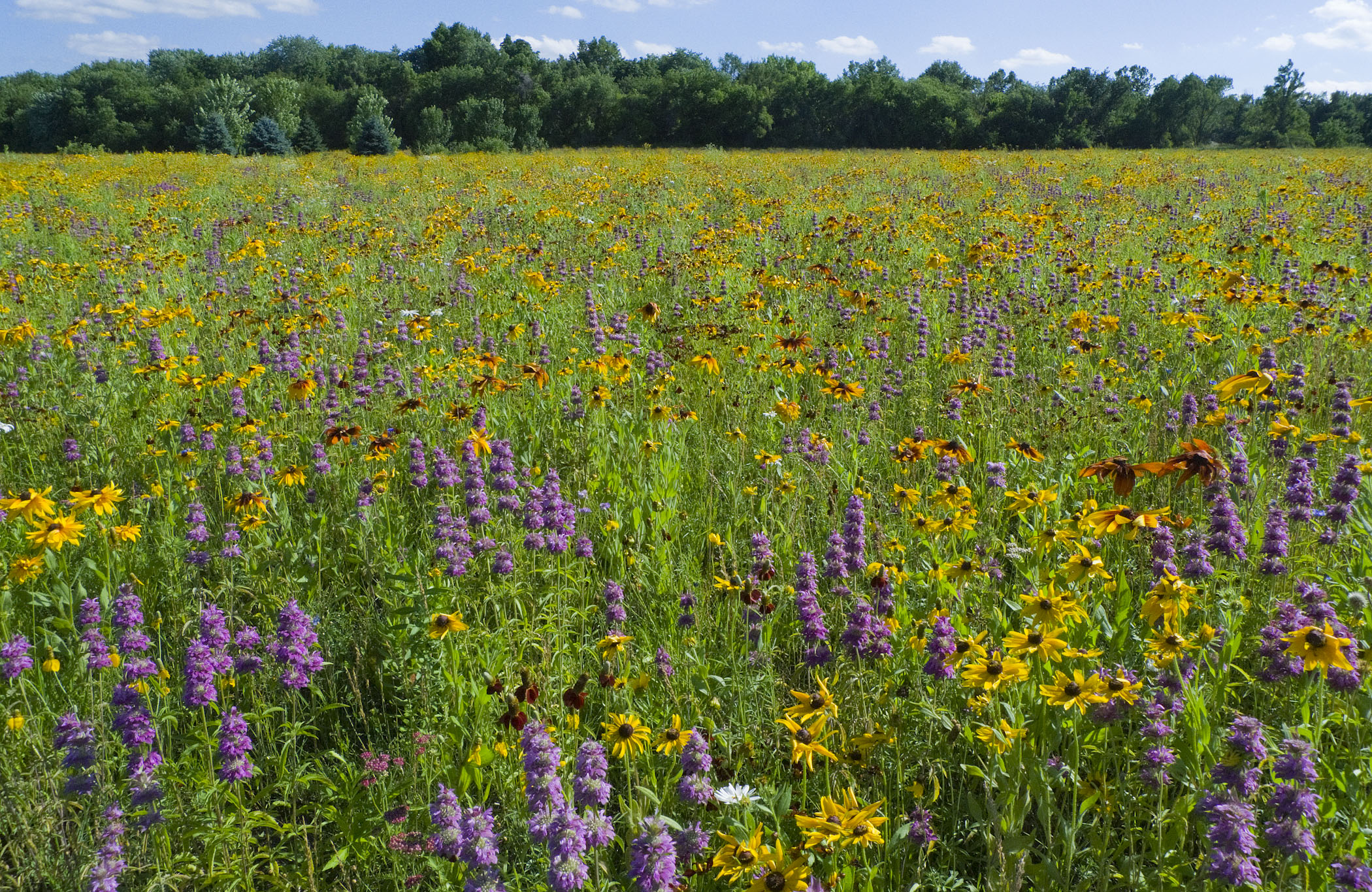 A field of wildflowers near Lincoln, Nebraska.