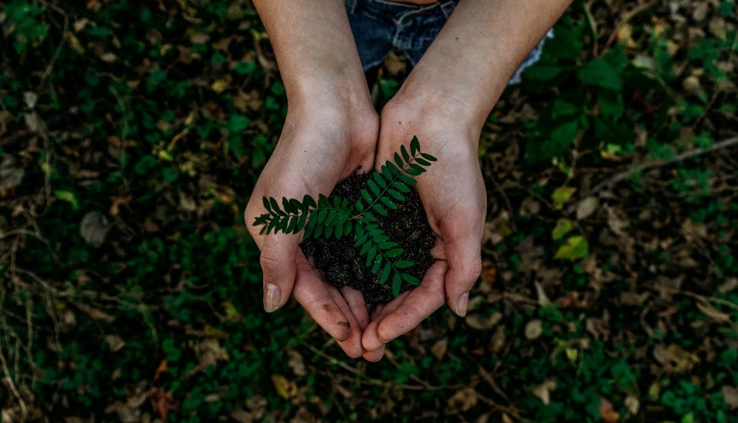 Ecofriendly, Sustainable