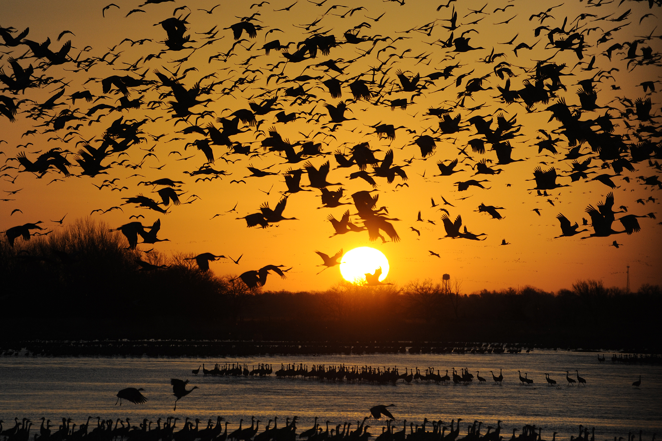 Cranes Flying at Sunset
