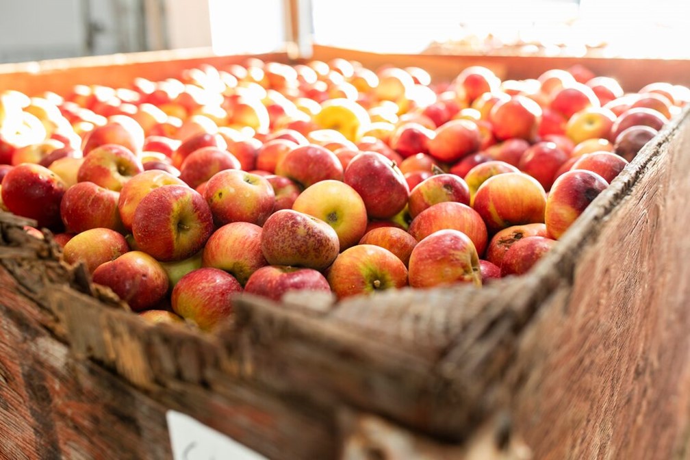 A container of freshly picked apples. 