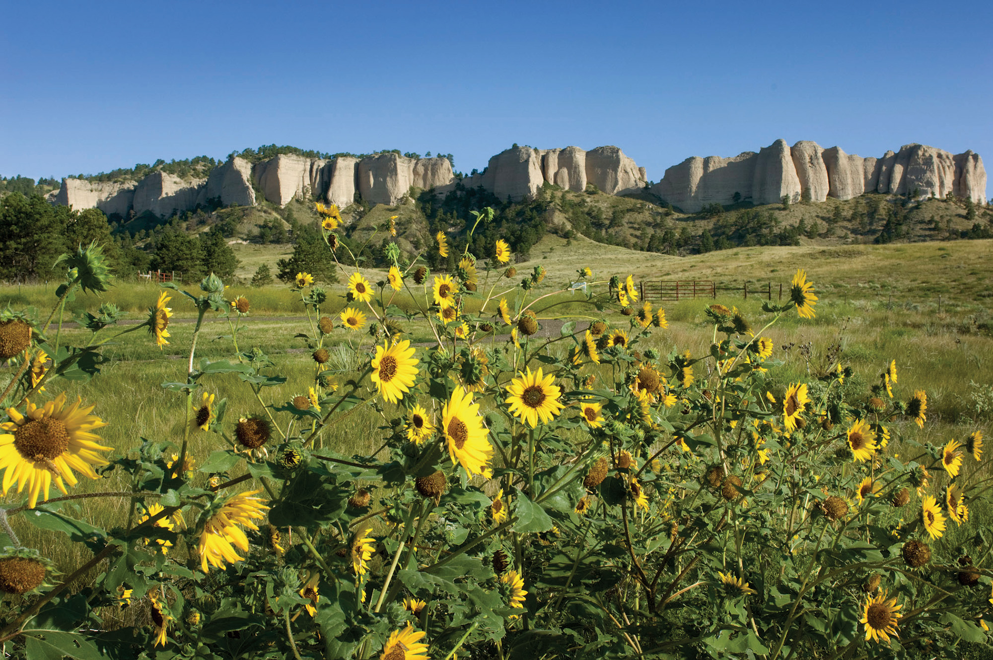A view of sunflowers from Fort Robinson State Park.