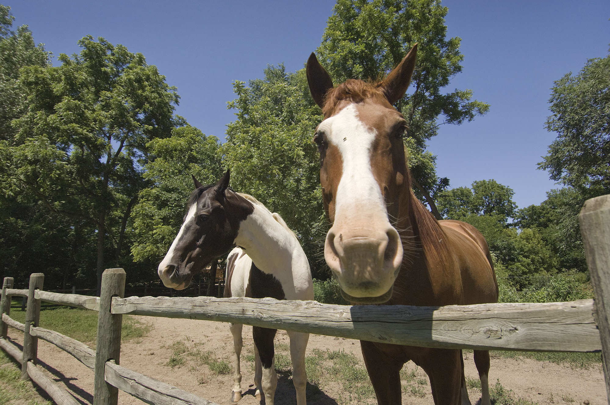 Horses at Platte River State Park.