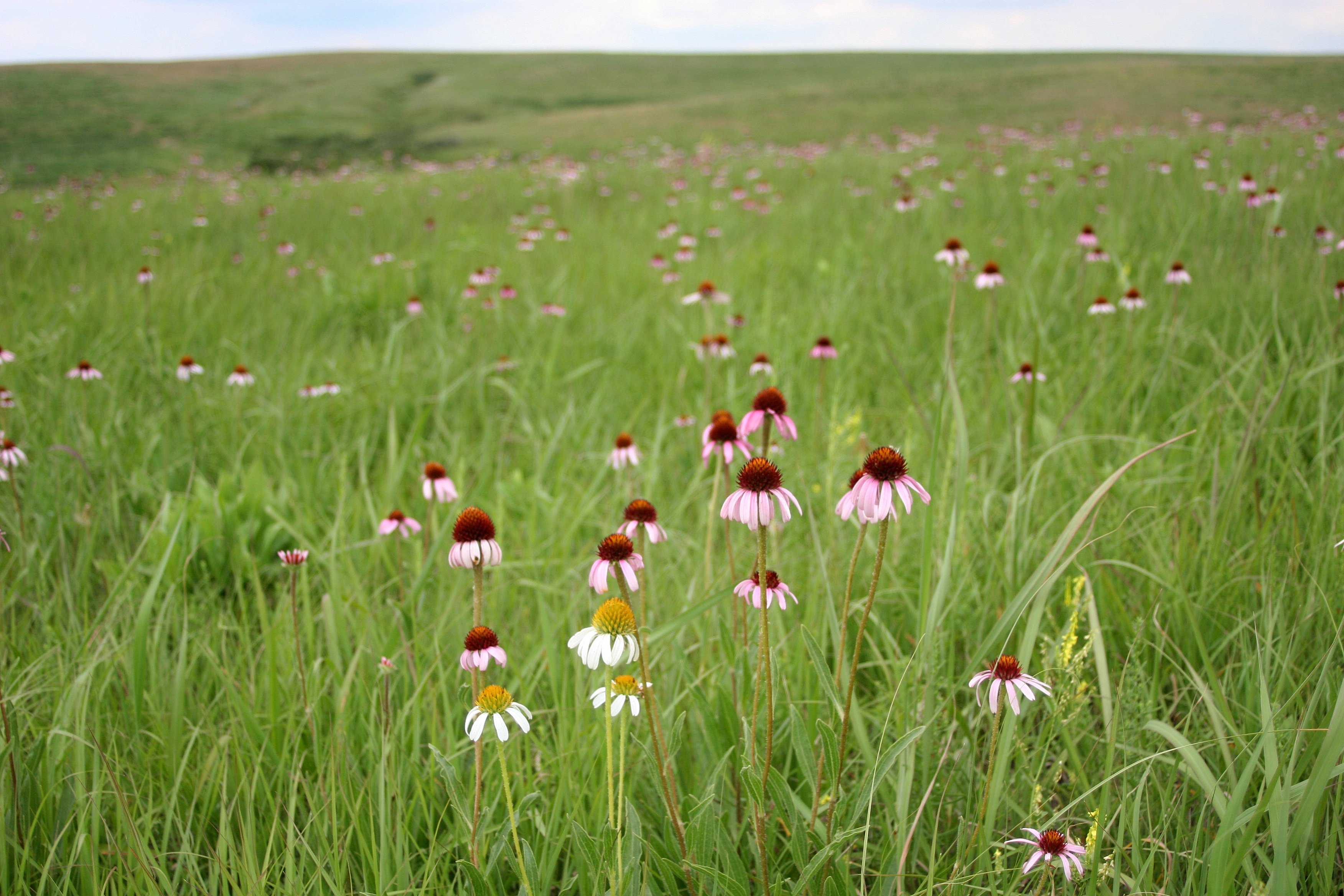 Spring Creek Prairie Audubon Center