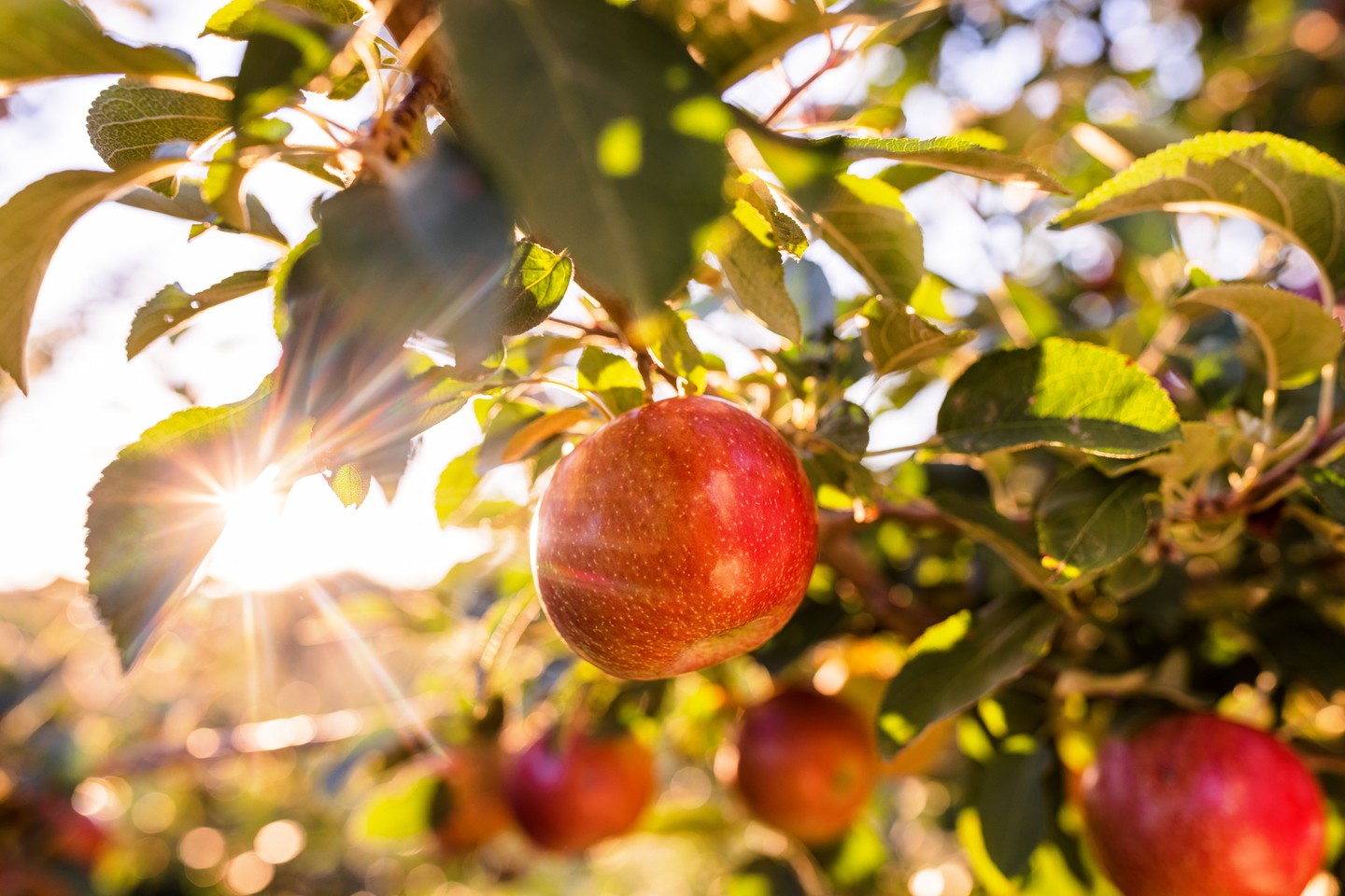An apple tree with sunlight shining through the leaves at Arbor Day Farm.
