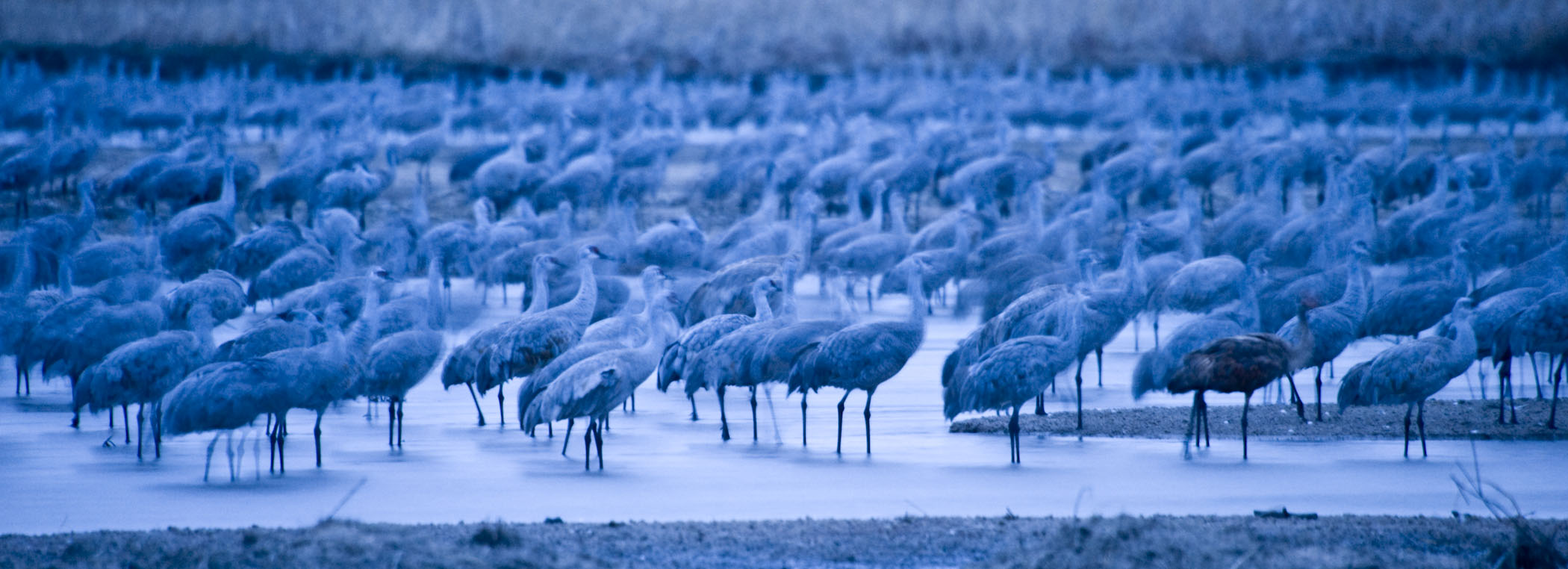 Cranes wade in the river