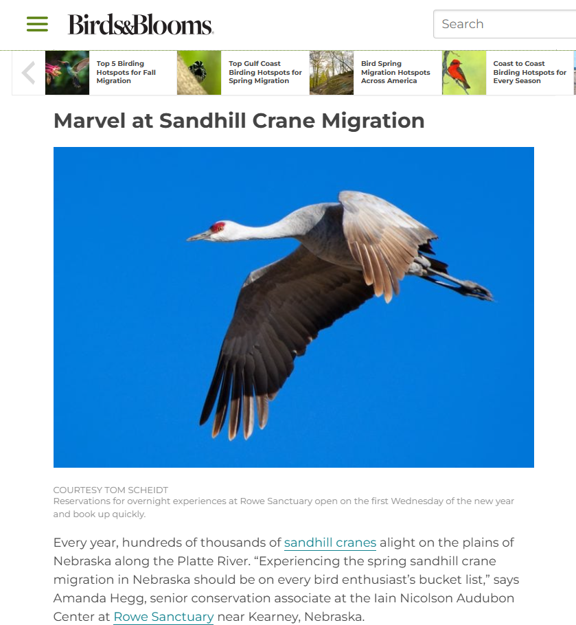 Sandhill crane
