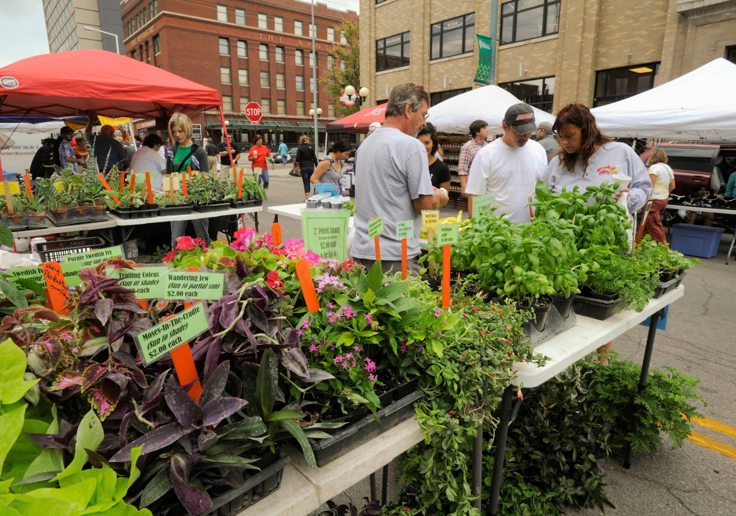 Plants and herbs on display for sale at the Haymarket Farmers Market in Lincoln, Nebraska