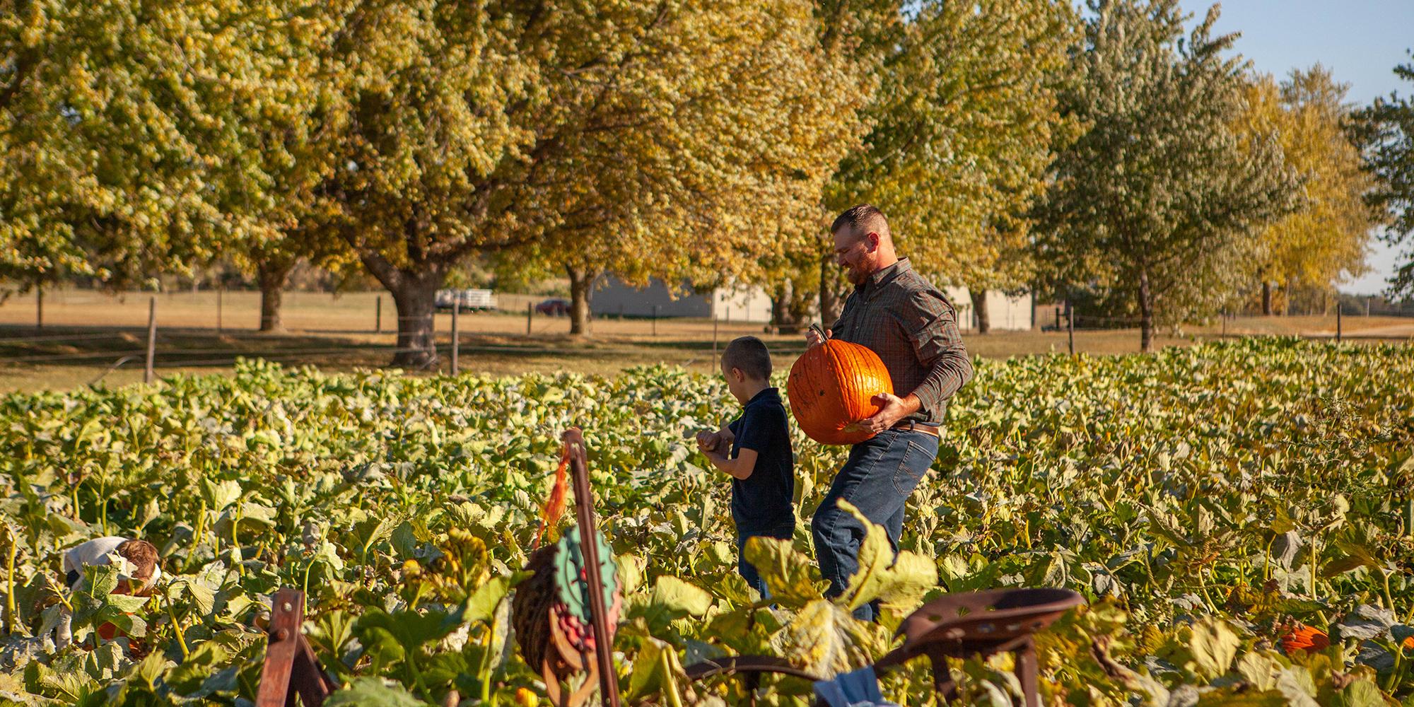 Poppy's Pumpkin Patch