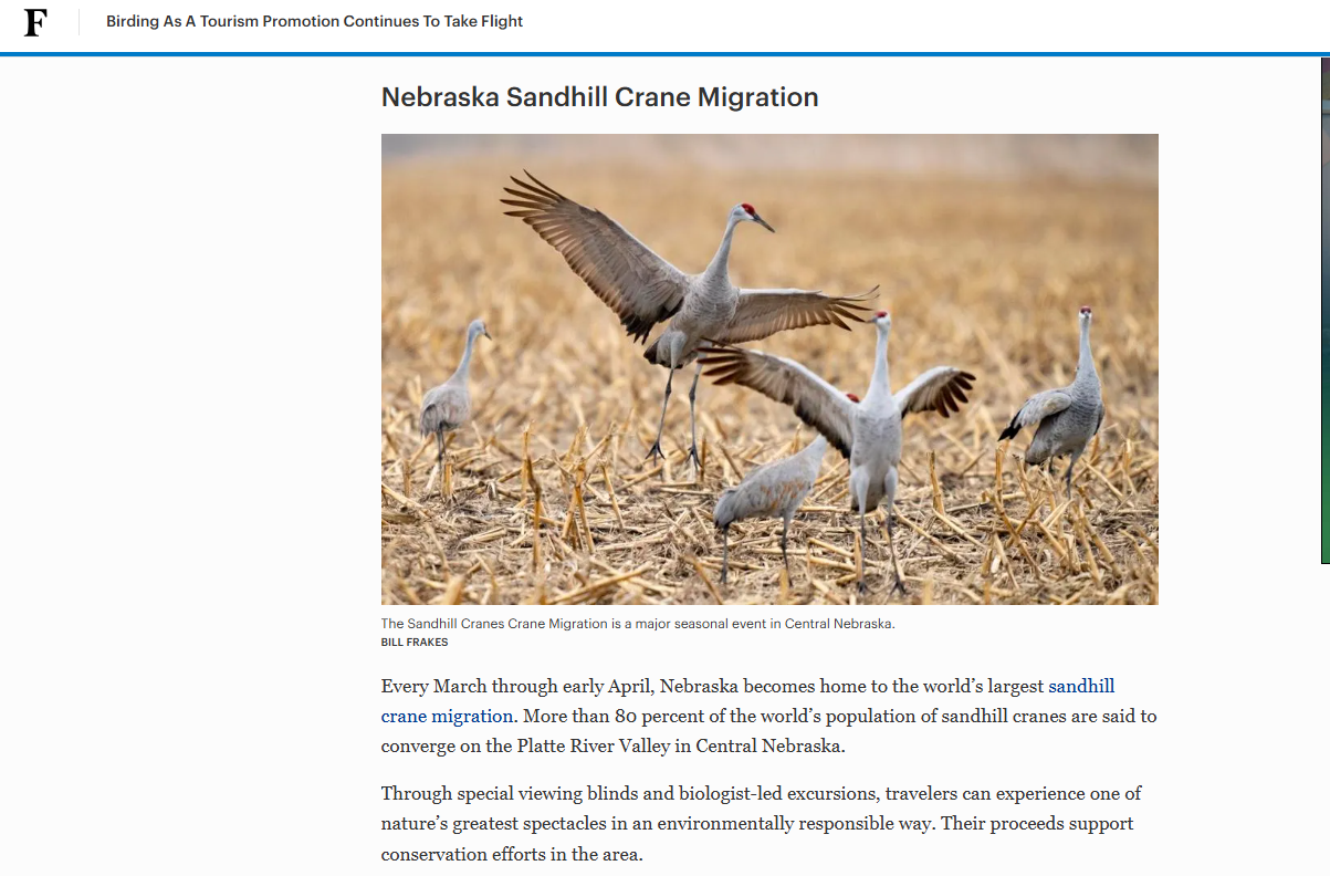 sandhill cranes 