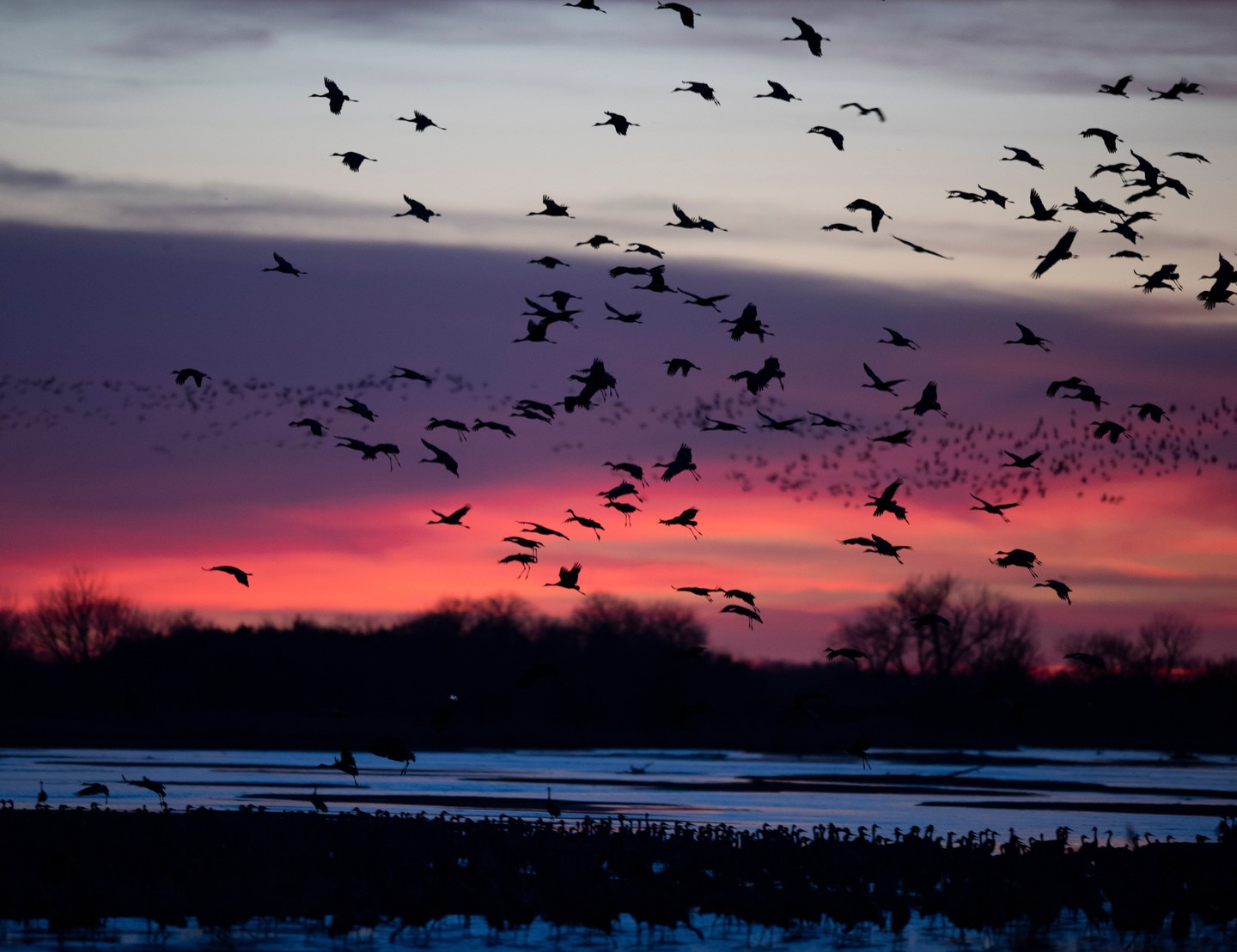 Cranes