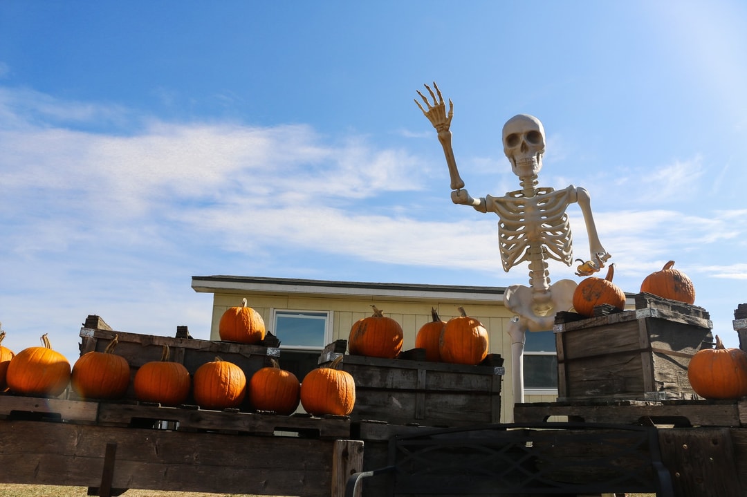 Skinny Bones Pumpkin Patch
