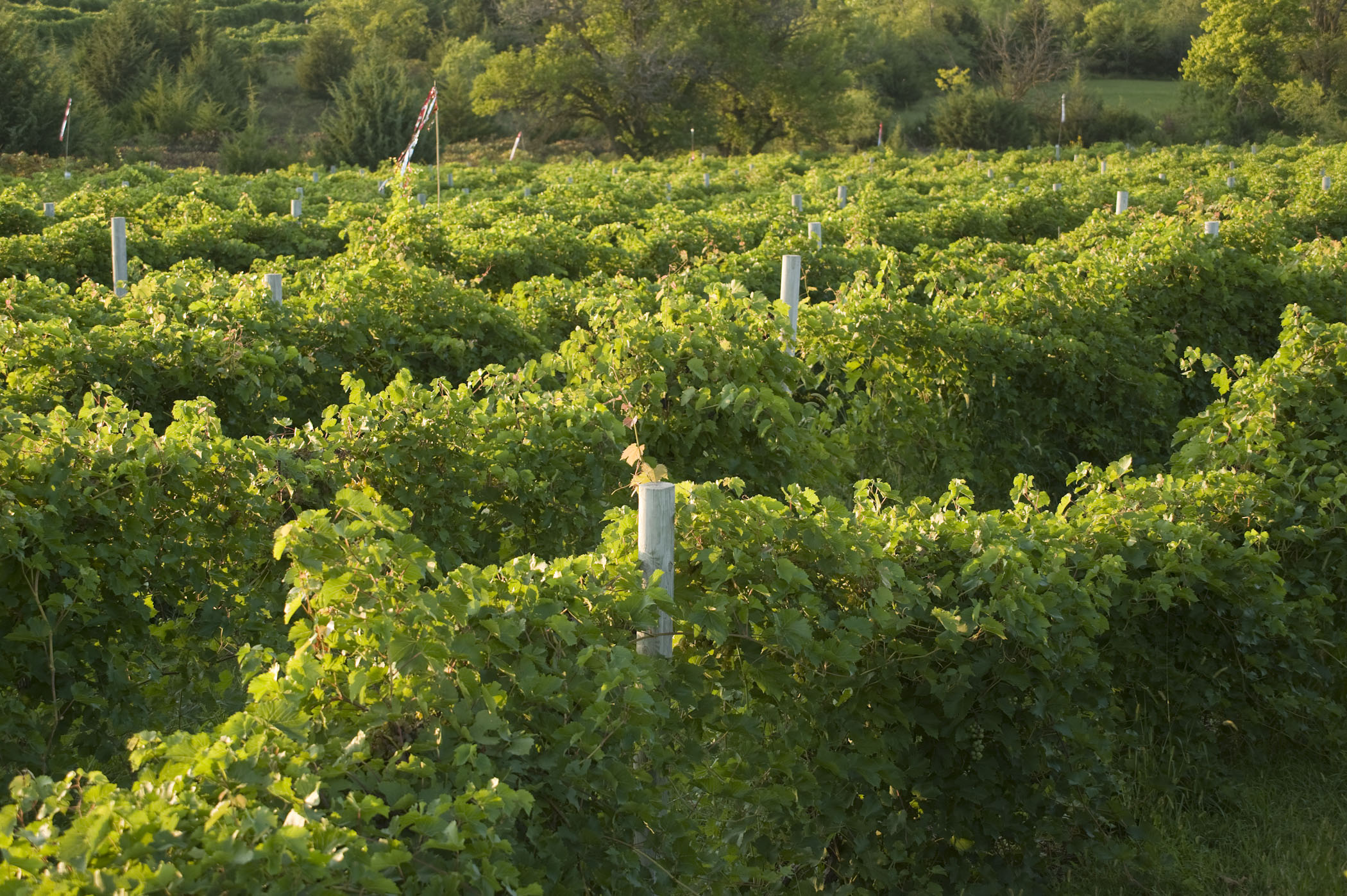 Generic Vineyard