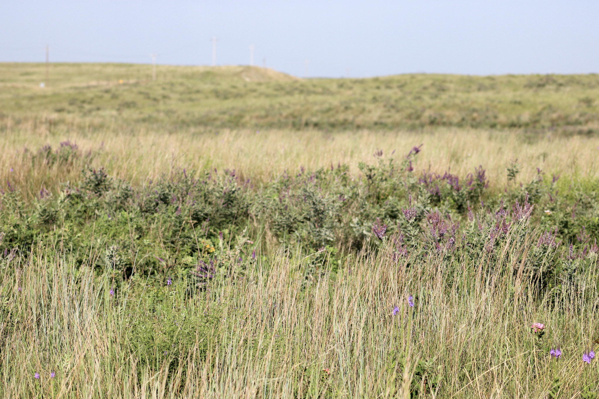 prairie