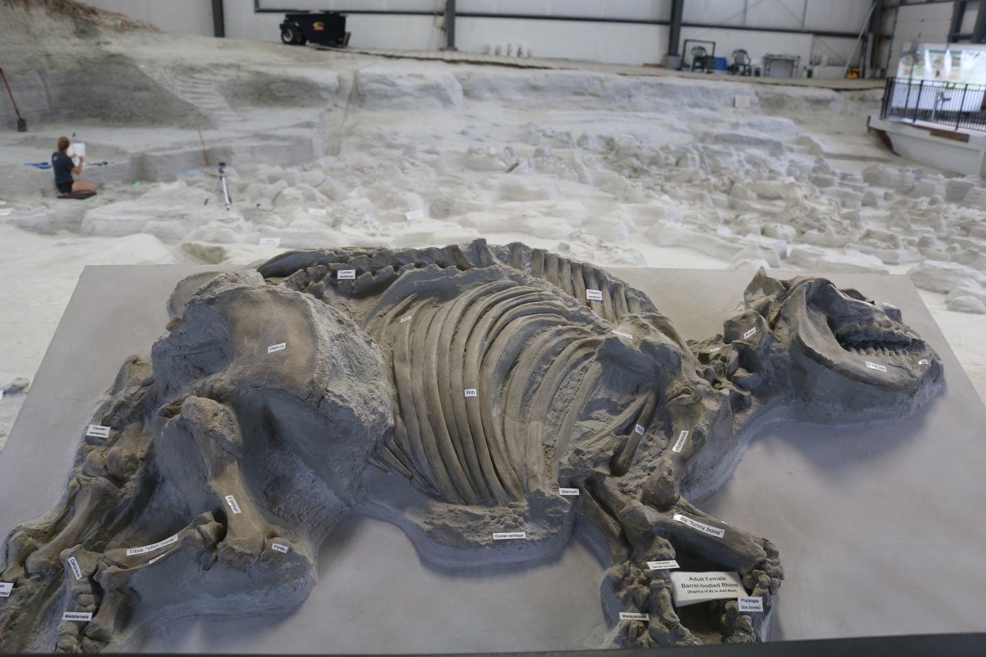 Fossils with anatomy labels at Ashfall Fossil Beds.