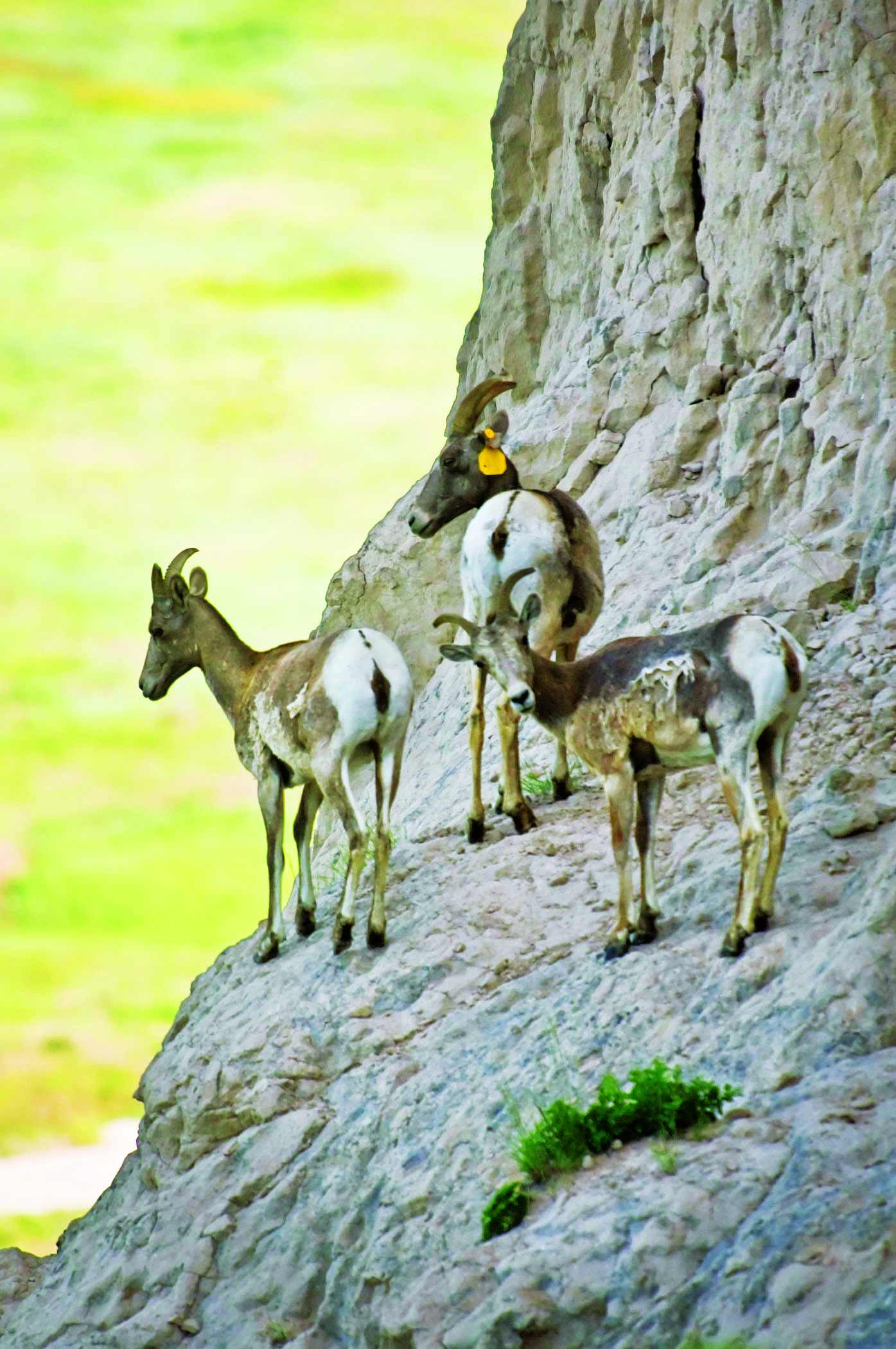 Bighorn sheep at Wildcat Hills State Recreation Area, Nebraska.