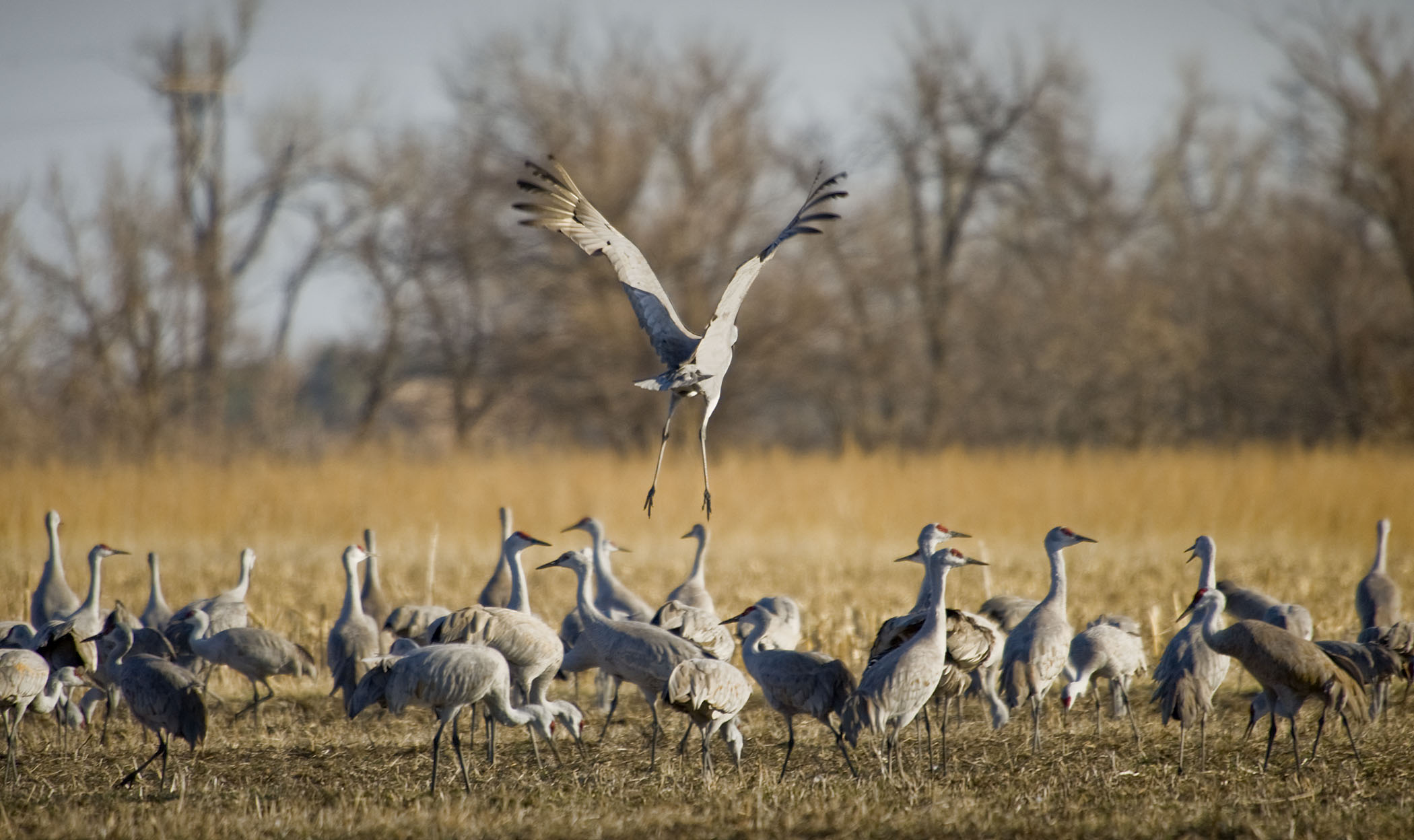 Sandhill cranes gathered in a field in Nebraska.