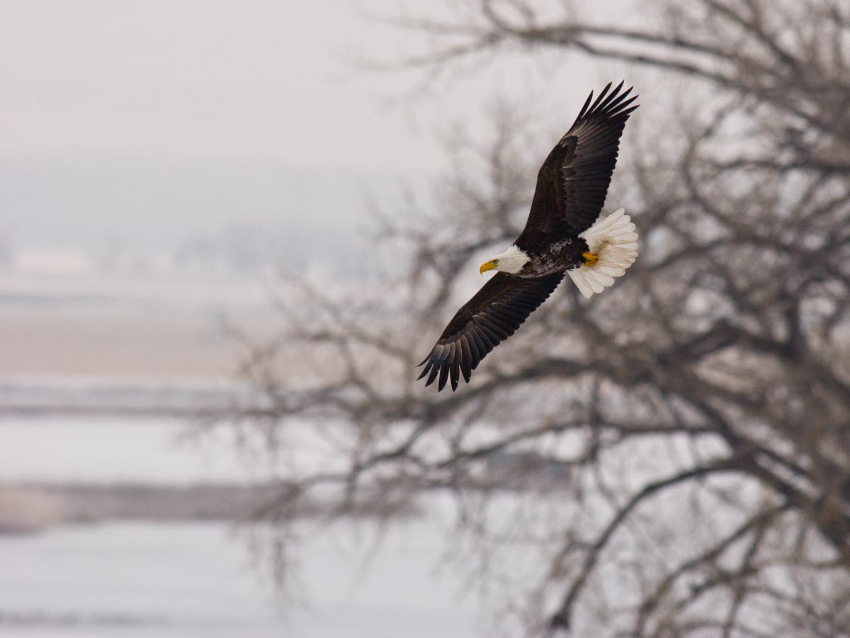 Wintering Bald Eagle flying, from his perch in a tree, over the water of a spillway at Lake Ogallala