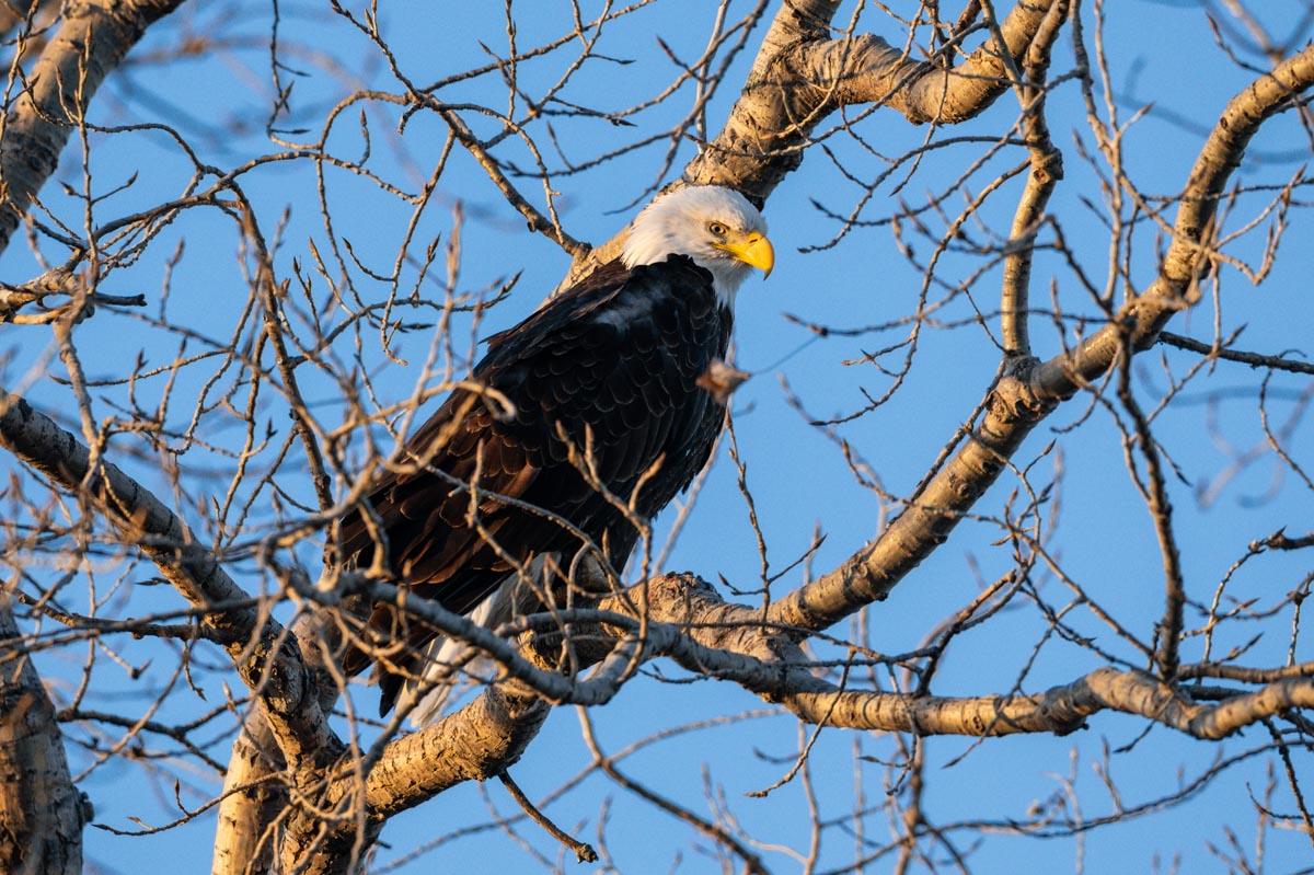 Eagle