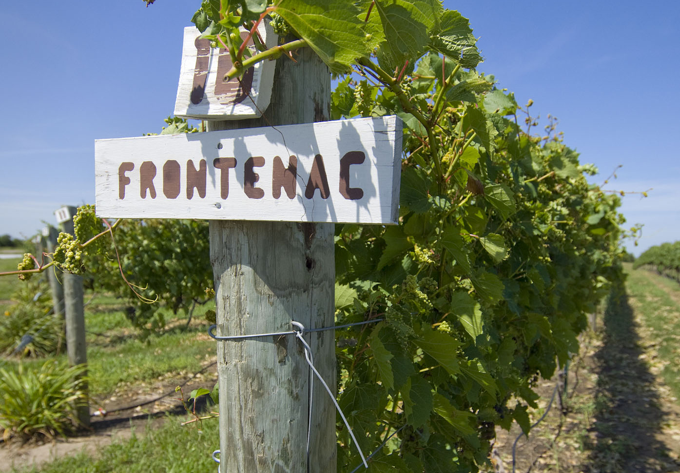 Grape vines and a sign that reads "Frontenac" on a post at Miletta Vista Winery.