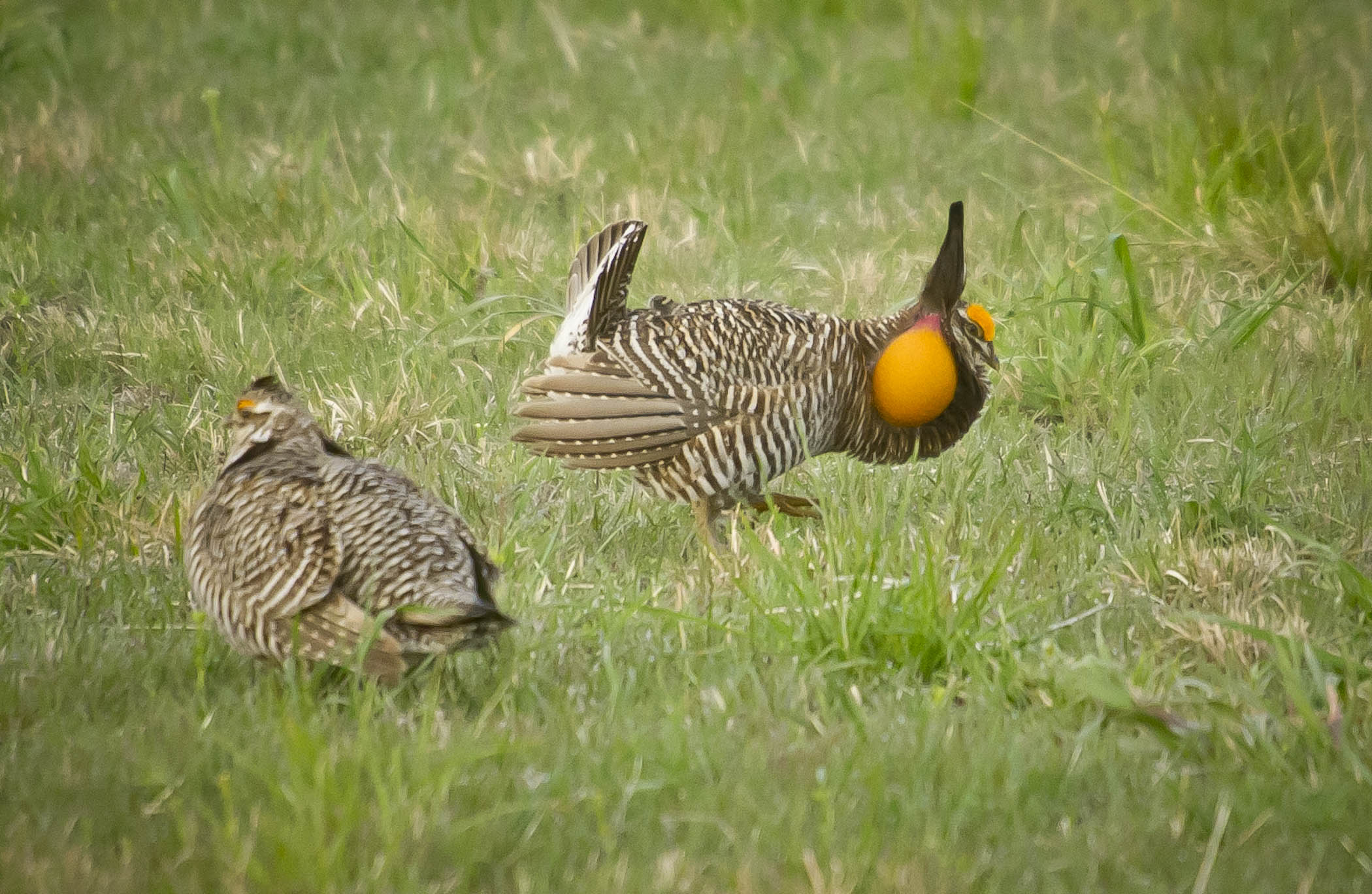 Prairie chickens strutting through grass in Nebraska.