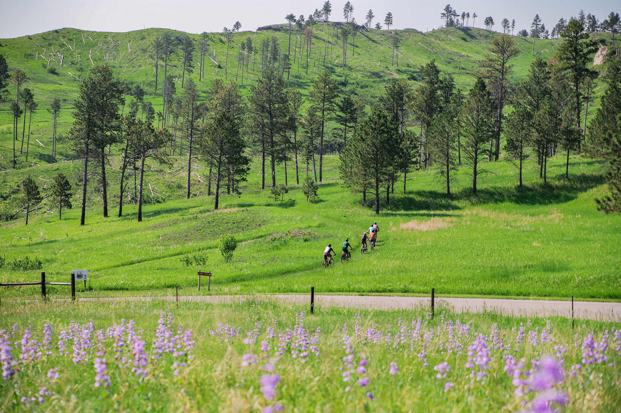 Cyclists riding through trails at Chadron State Park, with purple flowers in the foreground and bluffs and hills in the background. 