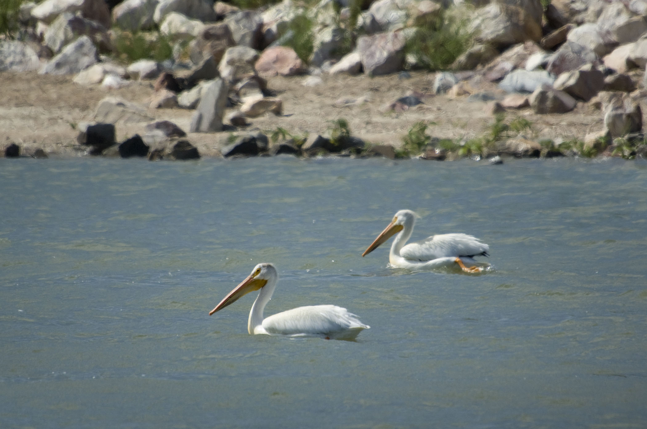 American white pelican on the water in Nebraska.