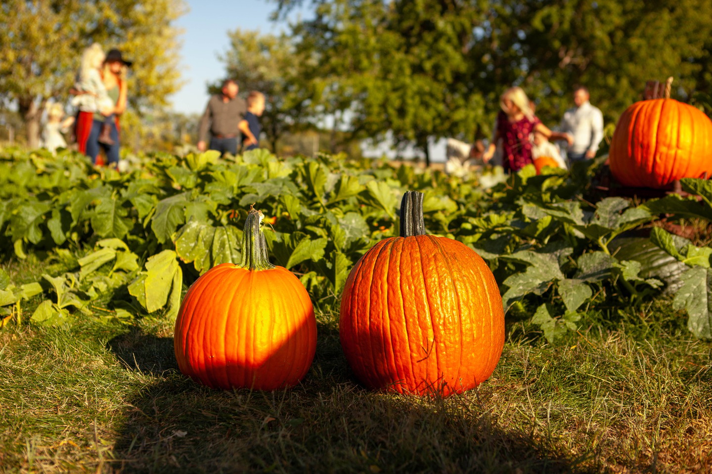 Poppy's Pumpkin Patch