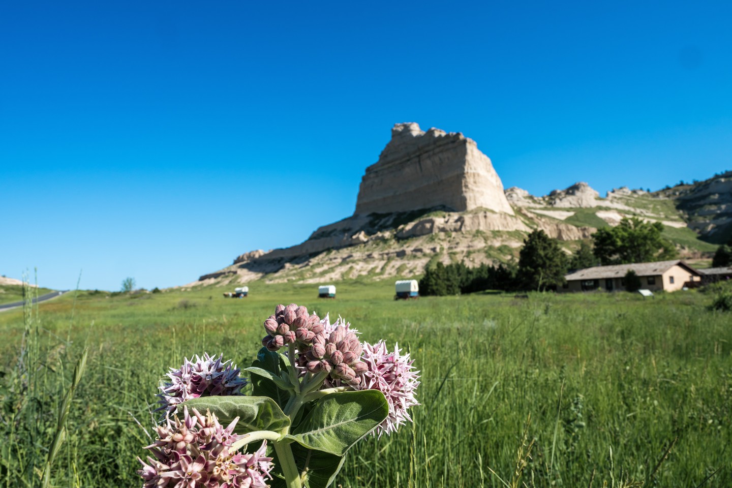 Flowers in the foreground and stagecoaches in front of Scotts Bluff National Monument.