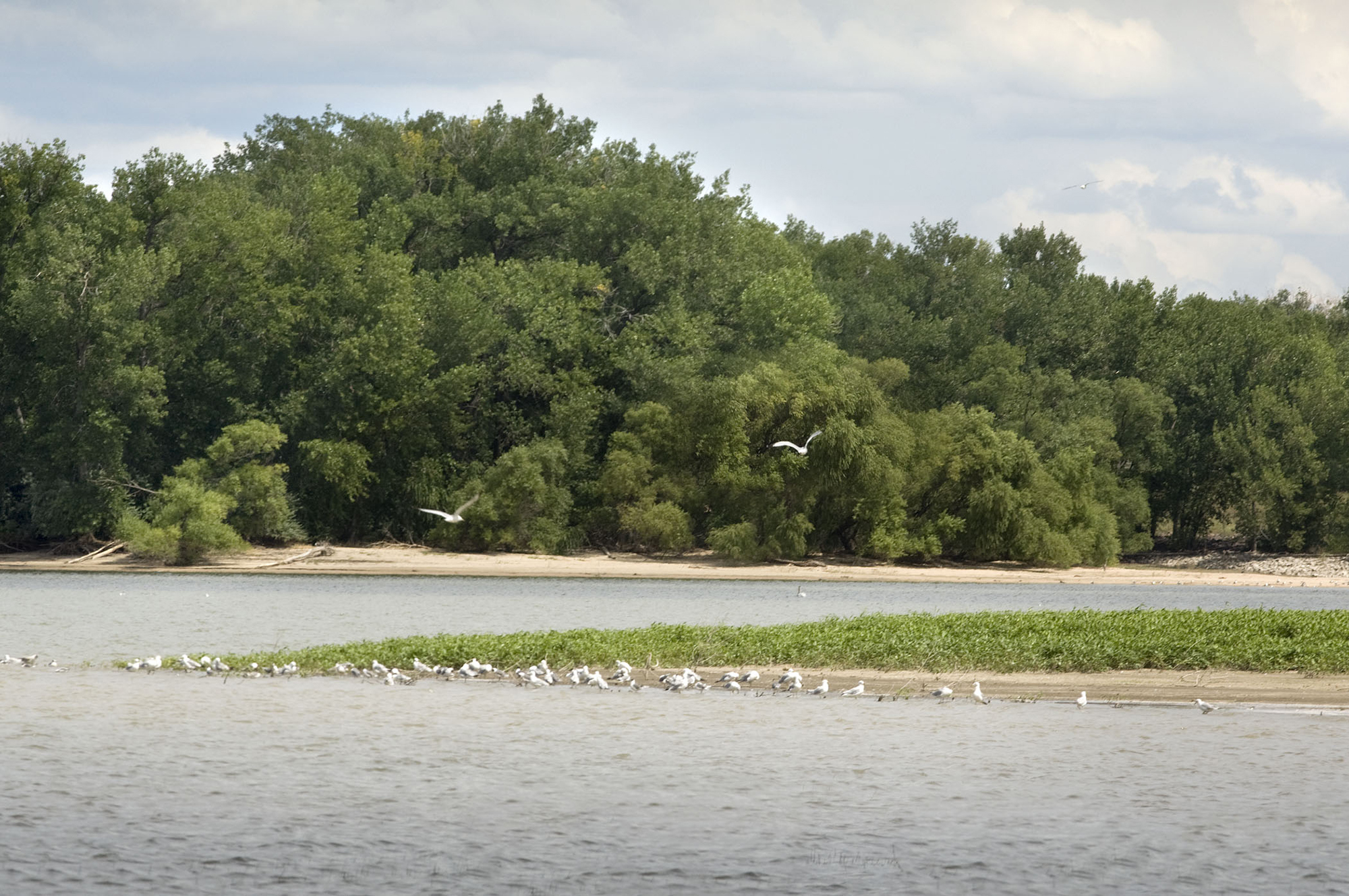 Birds in the water at Sutherland Reservoir State Recreation Area.