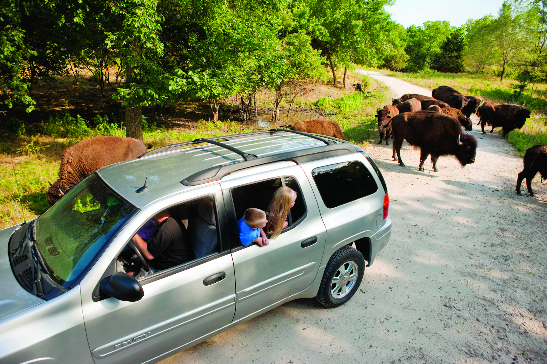 A family in a car driving next to bison at Wildlife Safari Park in Ashland, Nebraska.