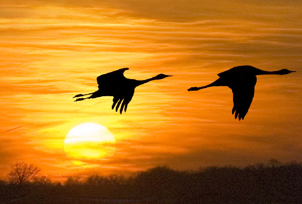 SandhillCraneMigration-TripHeroImage.jpg
