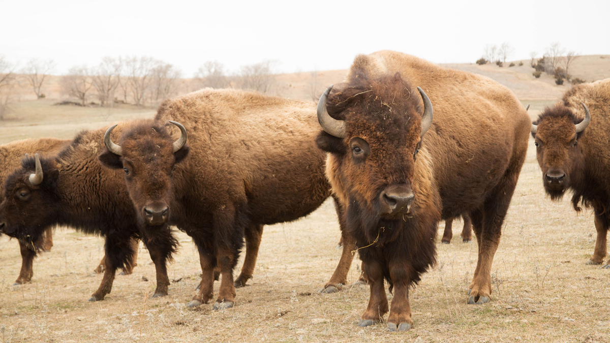 Bison in Ponca Country, Nebraska
