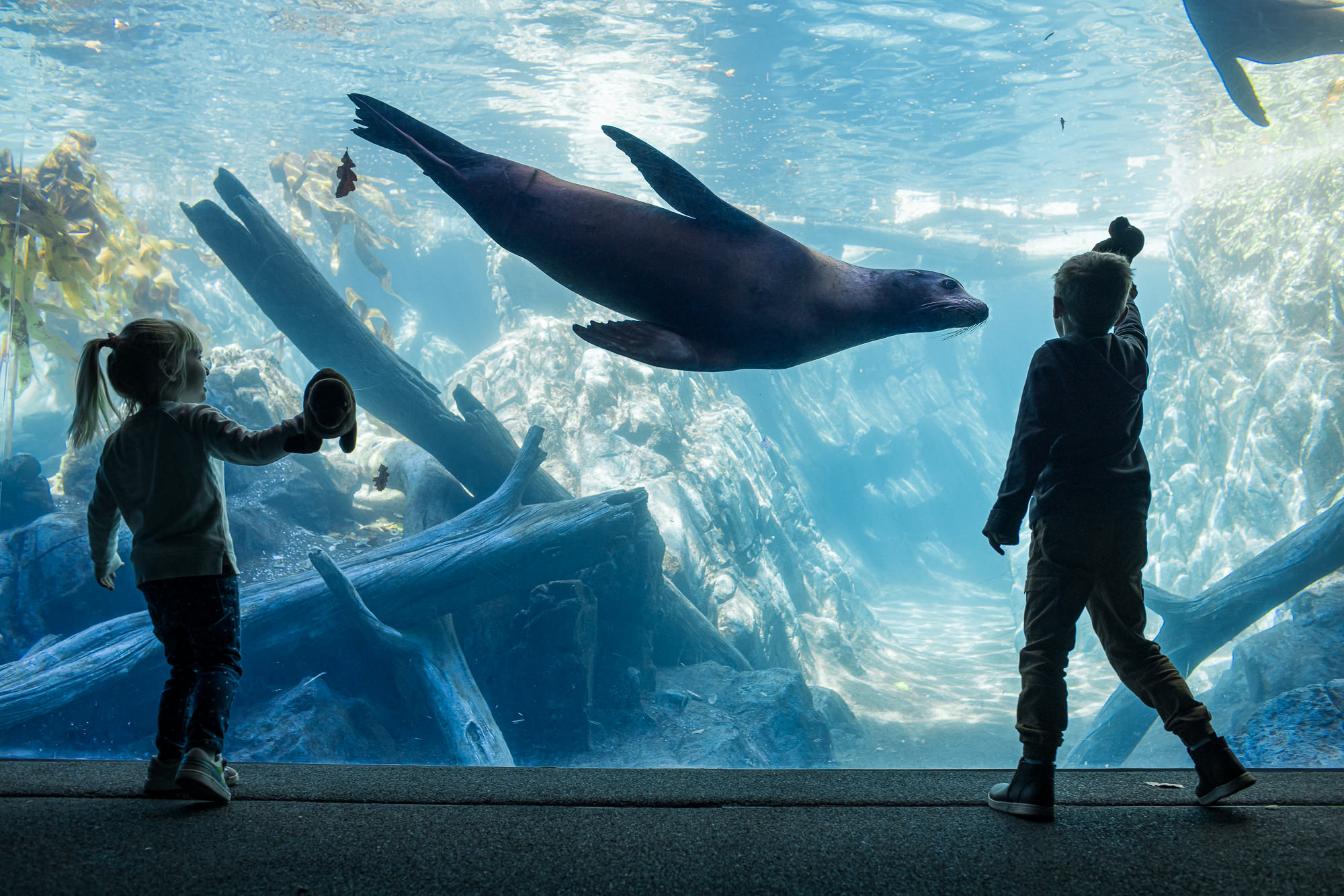 Visitors at the Owen Sea Lion Shores at Omaha's Henry Doorly Zoo and Aquarium in Omaha, Nebraska