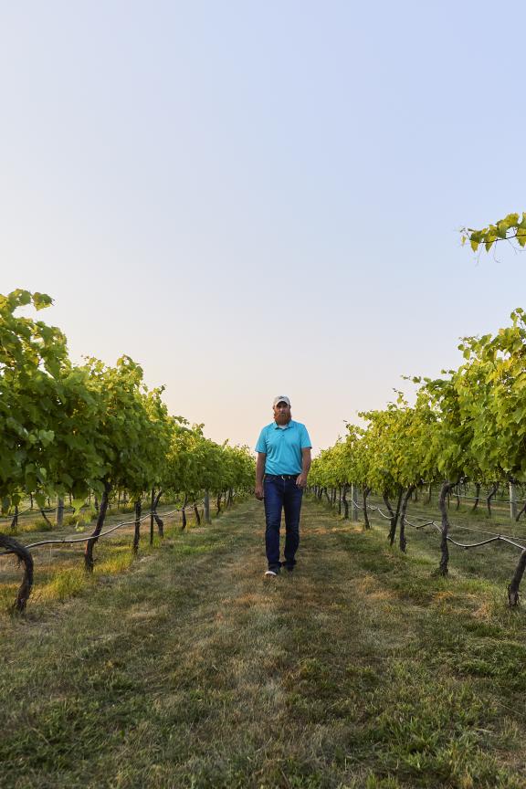 A man walks through rows of grape vines at Niobrara Valley Vineyards.