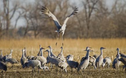 Sandhill cranes in a field with one taking flight during Nebraska's sandhill crane migration in Hastings, Nebraska.
