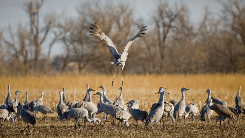 Sandhill Cranes flocking to a field during the Sandhill crane migration over Nebraska.