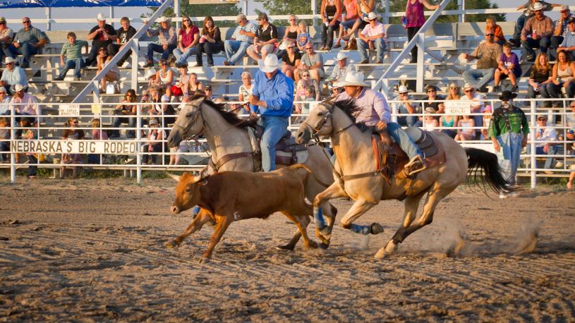 Cowboys chasing cattle on horseback at Nebraska's Big Rodeo.