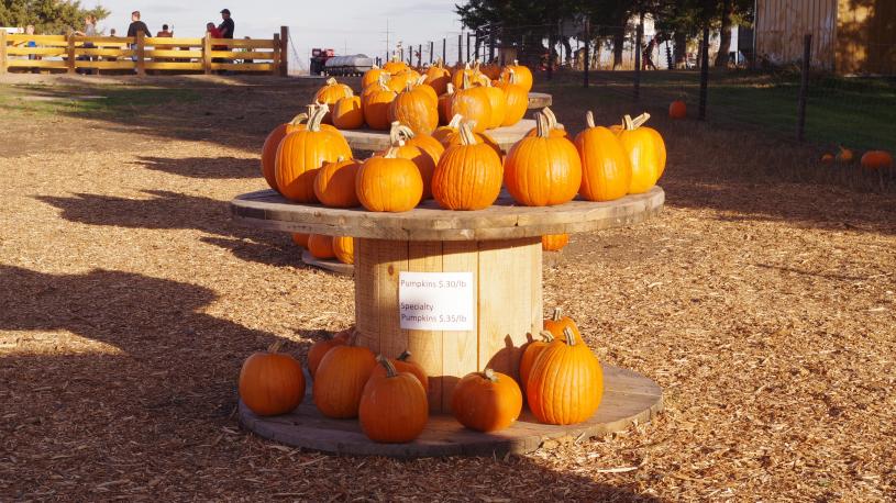 Punpkins on a stand at Homestead Pumpkin Patch in North Platte.