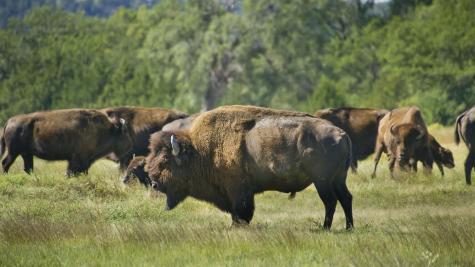 Fort Niobrara National Wildlife Refuge in Valentine, NE