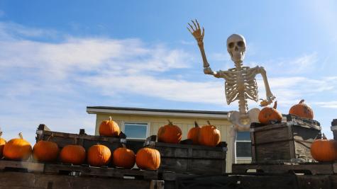 Skinny Bones Pumpkin Patch